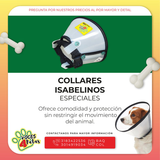 COLLAR ISABELINO ESPECIAL DE LA TALLA 01 HASTA LA 10