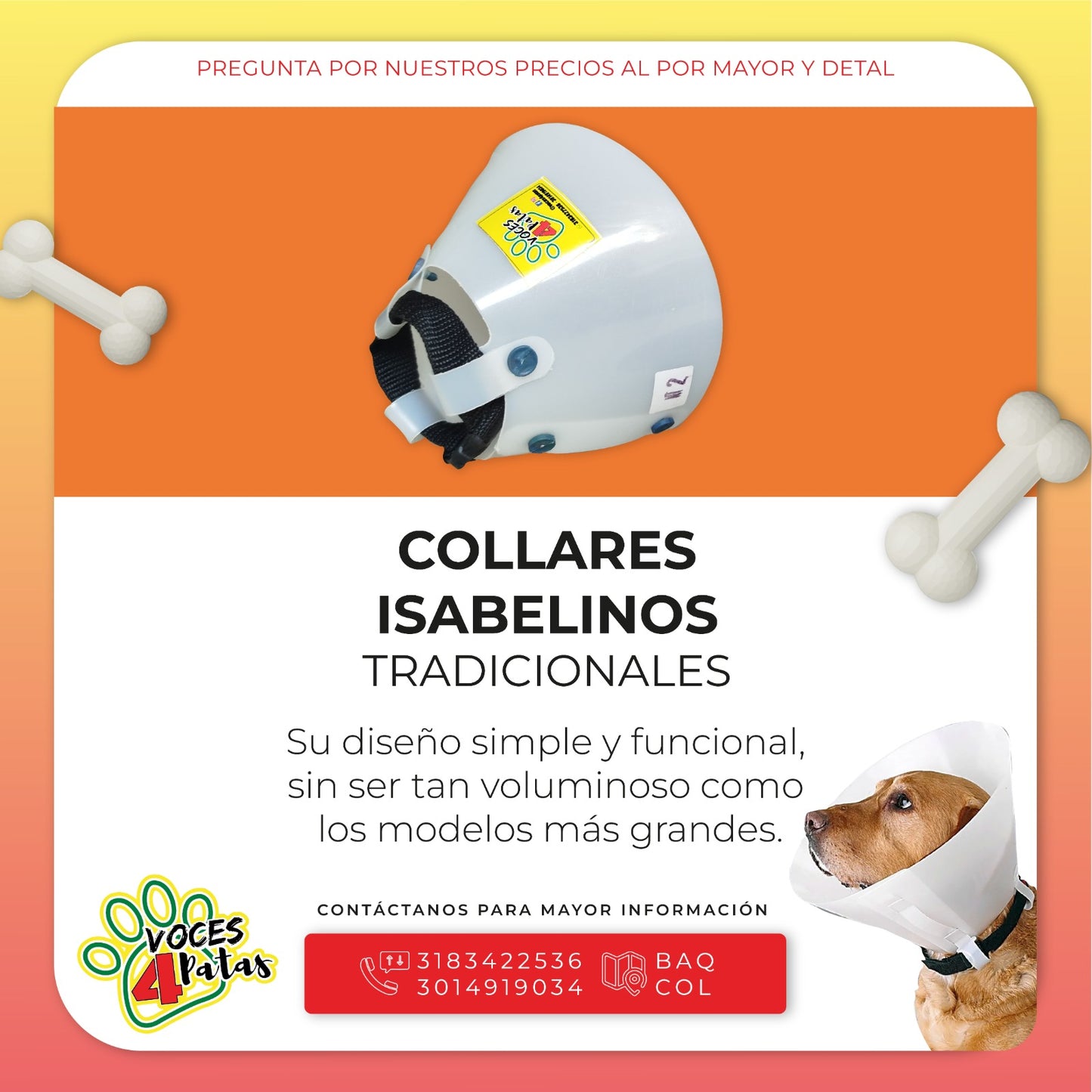 COLLAR ISABELINO TRADICIONAL DESDE LA TALLA 01 A LA 10