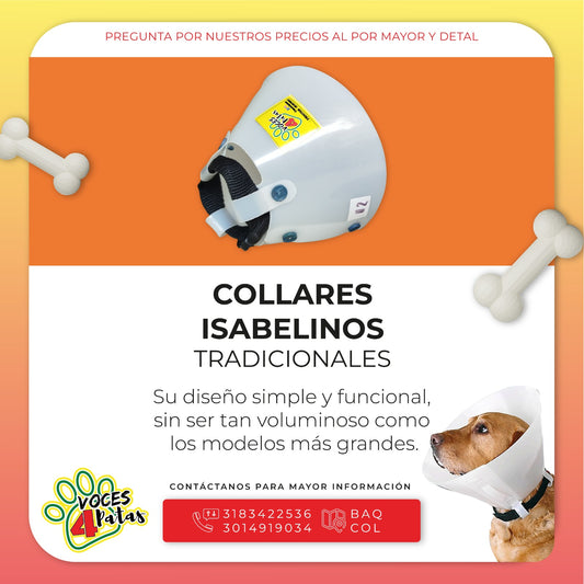 COLLAR ISABELINO TRADICIONAL DESDE LA TALLA 01 A LA 10